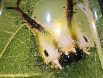 八ヶ岳林間学園5年生 映像もえーぞ 狛江第五小学校